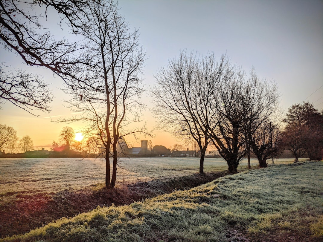 Taunton, Somerset: leafless tree on green grass field during sunset